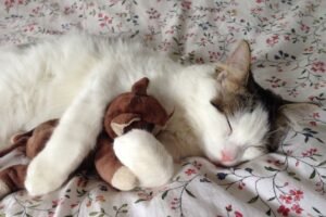medicament pour chat en pharmacie
