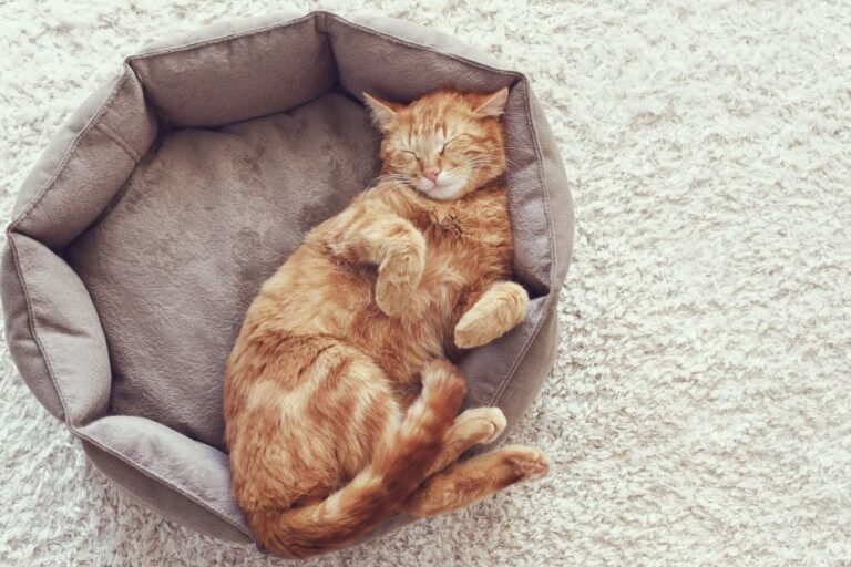 somnifère pour chat en pharmacie