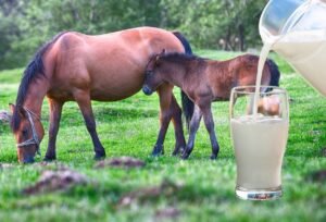 Lire la suite à propos de l’article Lait de jument : un trésor naturel pour votre santé