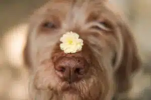 Fleur de Bach Rescue Animaux Apaisement Naturel en Stress