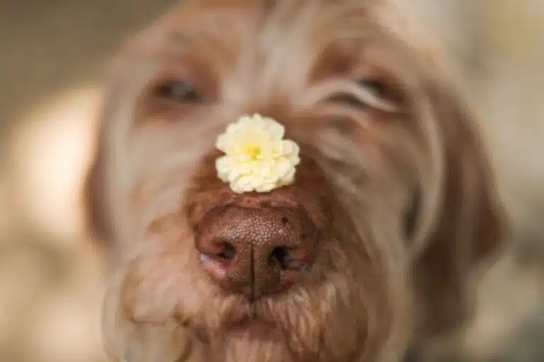 Fleur de Bach Rescue Animaux Apaisement Naturel en Stress