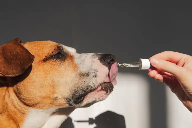 Homéopathie pour chien stressé soulager stress et douleurs sans médicaments