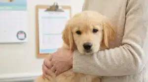 Vaccins pour chiot : calendrier, prix et rappels