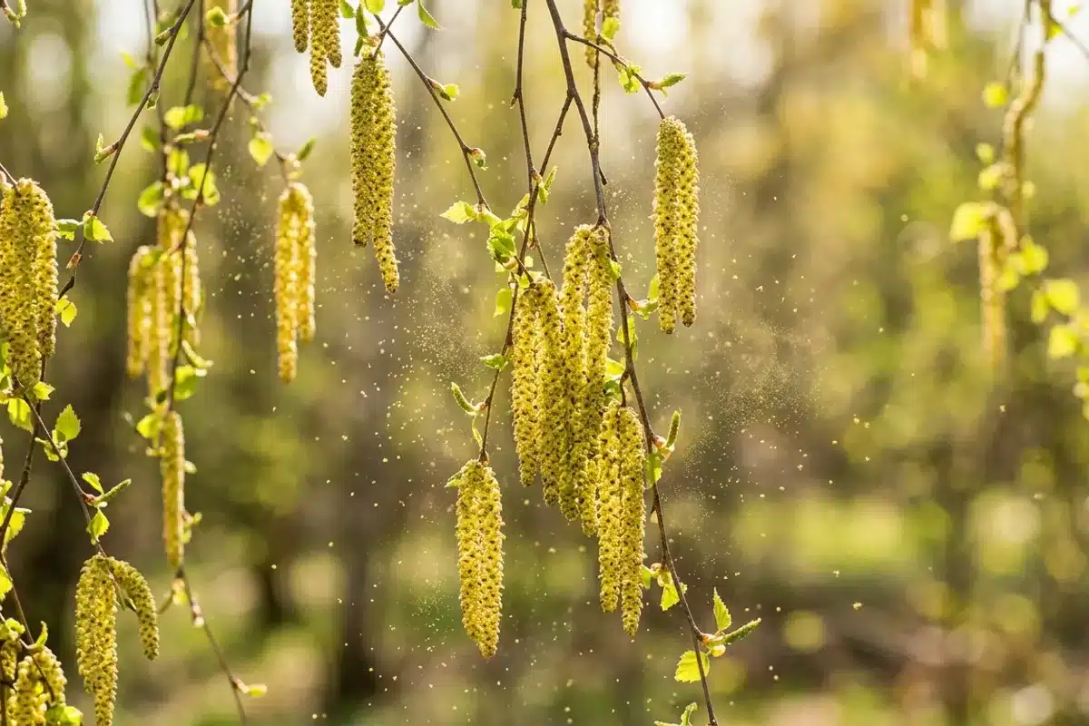 Chatons de bouleau émettant du pollen au printemps Branches d'arbres couvertes de chatons pollinisateurs au printemps, particules de pollen dans l'air