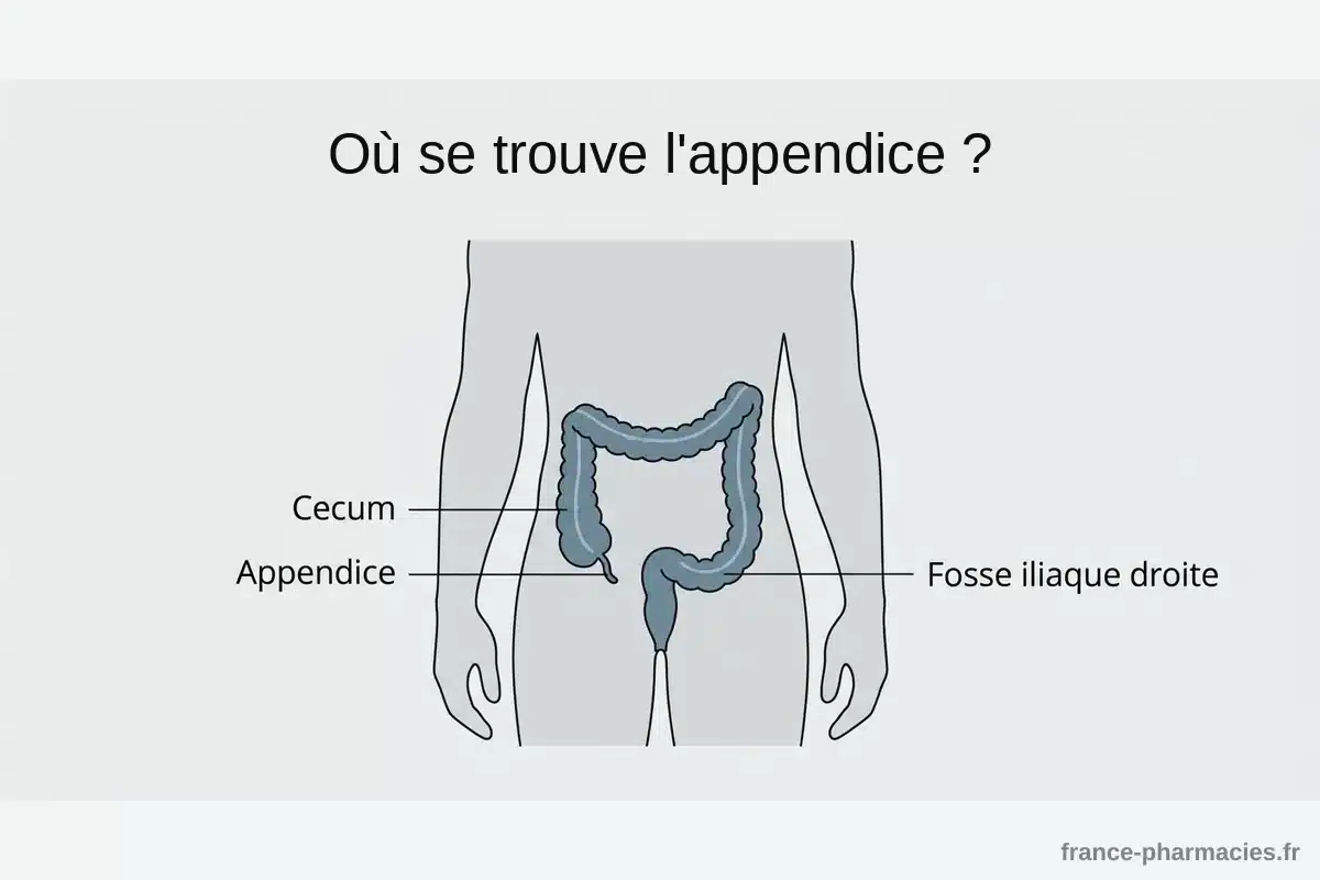 Schéma de localisation de l'appendice dans la fosse iliaque droite Schéma anatomique montrant l'appendice rattaché au caecum dans la fosse iliaque droite