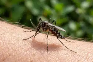 Moustique tigre rayé noir et blanc posé sur un avant-bras dans un jardin, illustrant la piqûre de moustique tigre